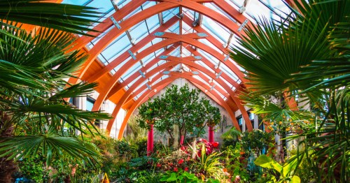 A vibrant greenhouse with a wooden arched ceiling, filled with lush plants and colorful flowers.