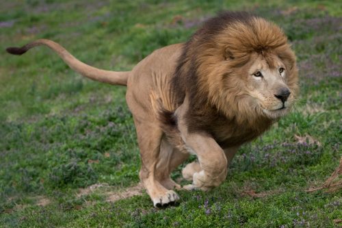 A lion with a thick mane runs across a grassy field, showcasing its powerful physique and alert expression.