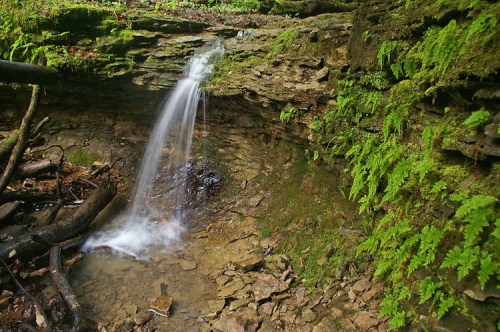 A small waterfall cascades over rocky terrain, surrounded by lush green ferns and moss.