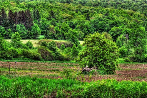 Lush green landscape with trees and a field, showcasing vibrant foliage and a serene natural setting.