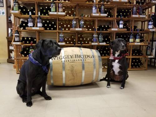 Two dogs wearing bandanas sit beside a wooden barrel in a distillery, with shelves of wine bottles in the background.