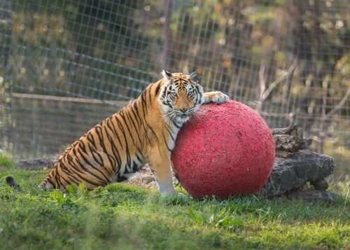 A tiger rests its head on a large red ball in a grassy area, surrounded by a fence and trees.