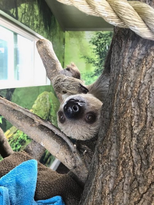 A sloth hanging upside down from a tree branch, with a playful expression in a lush, green environment.
