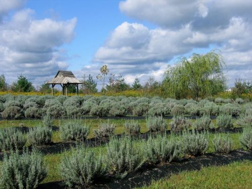 A serene landscape featuring rows of lavender plants, a gazebo, and a willow tree under a partly cloudy sky.