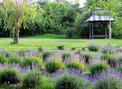 A serene garden with blooming lavender plants and a rustic gazebo surrounded by lush greenery.