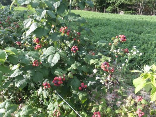 A lush raspberry bush with ripe red berries, surrounded by green foliage and wildflowers in a sunny field.