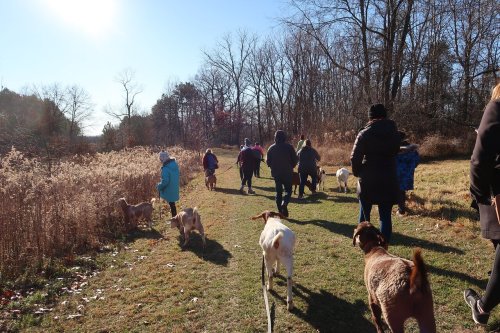 A group of people walking dogs on a sunny day through a grassy path surrounded by trees and tall grass.