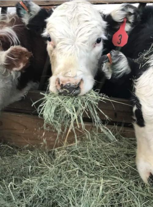 A close-up of a cow eating hay, with another cow partially visible in the background.