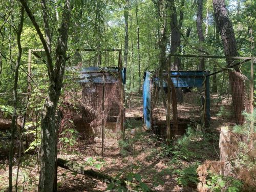 Abandoned structures surrounded by trees and underbrush in a dense forest.