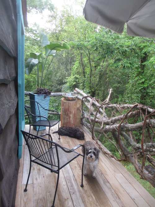 A wooden deck with two chairs, a potted plant, and two dogs, surrounded by lush greenery and trees.