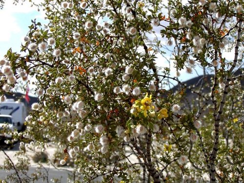 A bush with clusters of white flowers and a few yellow blooms, set against a blurred background of buildings and sky.