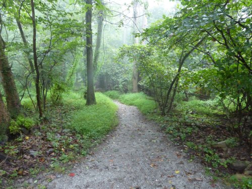 A misty forest path surrounded by lush greenery and trees, inviting exploration through the tranquil landscape.