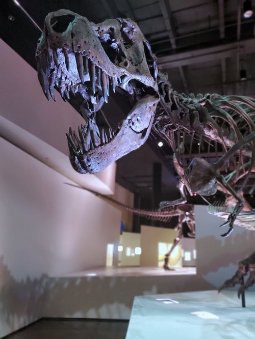 A close-up of a T. rex skeleton displayed in a museum, showcasing its large skull and sharp teeth.
