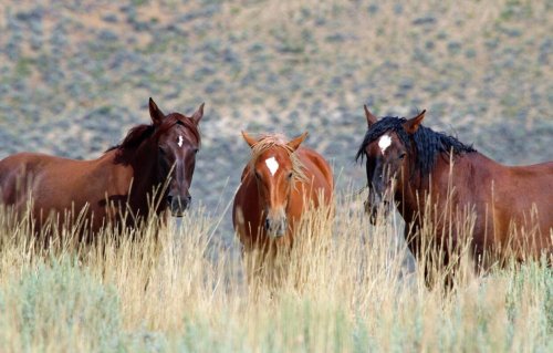Three horses stand in tall grass, with a rocky landscape in the background. Their coats are various shades of brown.