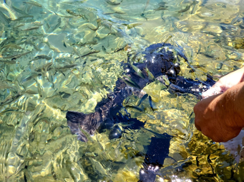 A hand reaches into clear water, surrounded by small fish and a dark object on the sandy bottom.