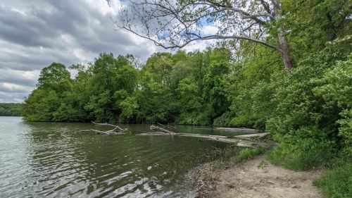 A serene lakeside scene with lush green trees and fallen logs along the water's edge under a cloudy sky.