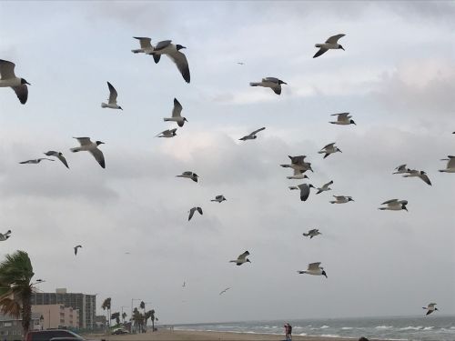 A flock of birds flies over a beach with a cloudy sky, while a person walks along the shore in the distance.