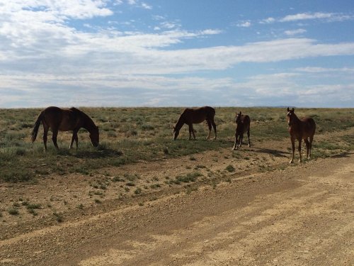 Four horses grazing on a grassy area beside a dirt road under a blue sky with scattered clouds.