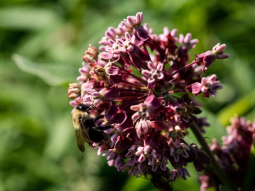 A bee pollinates a cluster of pink flowers in a lush green setting.
