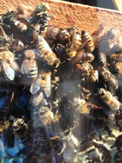 Close-up of a swarm of bees on a honeycomb, showcasing their intricate patterns and busy activity.