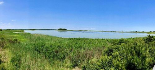 A panoramic view of a serene wetland with lush greenery and a calm blue sky reflecting on the water's surface.