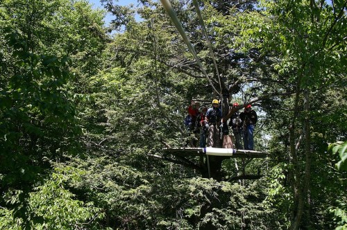 A group of people prepares to zip line through a lush green forest, standing on a platform among the trees.