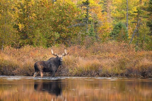 A moose stands in shallow water surrounded by autumn foliage and trees, reflecting in the calm water.