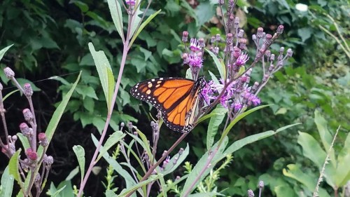 A vibrant orange butterfly perched on purple flowers amidst green foliage.
