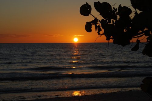 A serene sunset over the ocean, with gentle waves and silhouetted leaves in the foreground.
