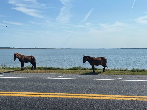 Two horses stand by the roadside, overlooking a calm body of water under a clear blue sky.