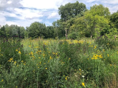 A vibrant field filled with yellow wildflowers and lush green trees under a partly cloudy sky.