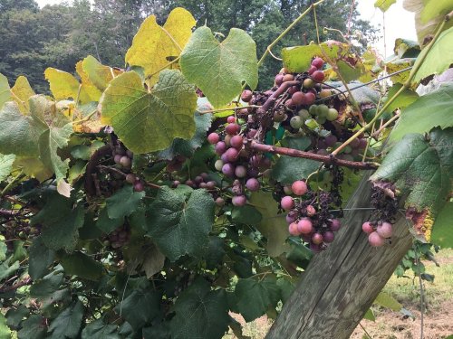 Grapevines with clusters of green and purple grapes, surrounded by lush green leaves.