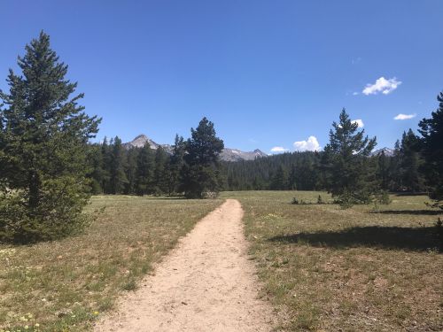 A dirt path winds through a grassy meadow, surrounded by tall trees and mountains under a clear blue sky.