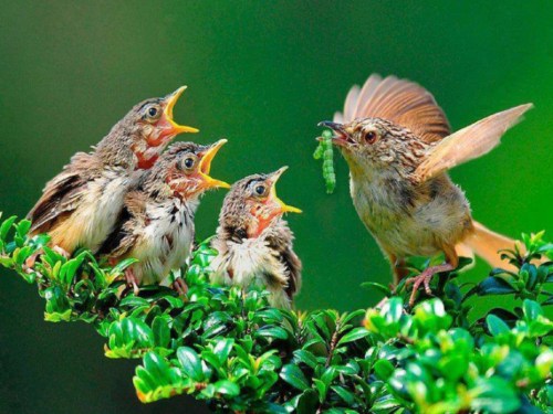 A parent bird feeds four hungry chicks on a green bush, with the chicks eagerly opening their mouths.