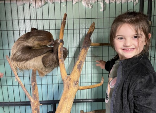 A smiling child stands next to a sloth perched on a branch in a zoo enclosure.
