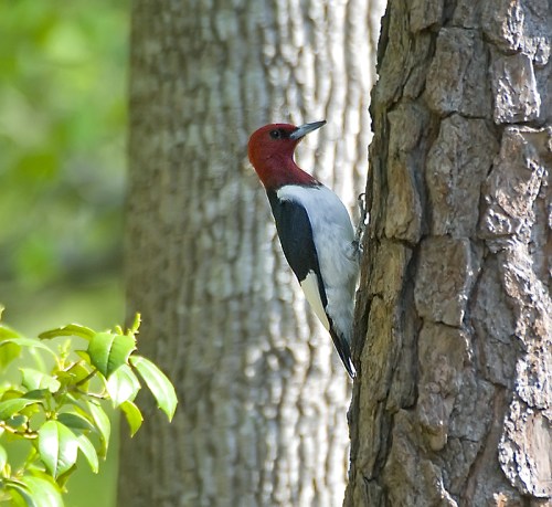A red-headed woodpecker perched on a tree trunk, surrounded by green leaves and sunlight filtering through.