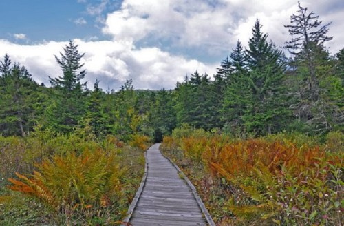 A wooden boardwalk winds through lush greenery and ferns, leading into a dense forest under a cloudy sky.