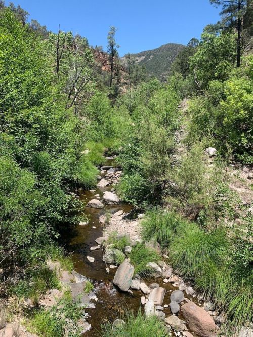A serene landscape featuring a small stream surrounded by lush greenery and mountains under a clear blue sky.