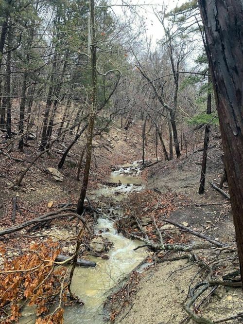 A winding creek flows through a wooded area, surrounded by bare trees and scattered leaves on the ground.