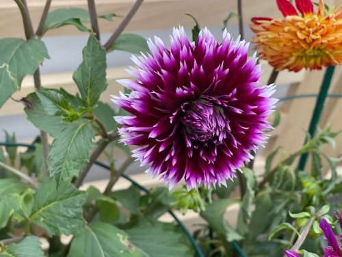 A vibrant purple flower with white tips, surrounded by green leaves and other colorful blooms in a garden setting.