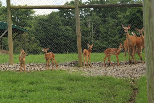 A group of deer, including fawns with spots, stands in a grassy area near a fence.