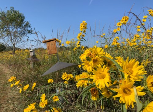 A field of bright yellow flowers with birdhouses in the background under a clear blue sky.