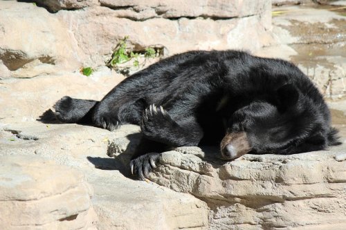 A black bear peacefully sleeping on a rocky surface in a natural setting.