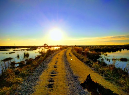A dog stands on a dirt path beside a tranquil waterway, with a vibrant sunset illuminating the sky.