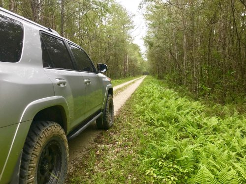 A silver SUV parked beside a dirt road surrounded by lush green ferns and dense trees in a forested area.