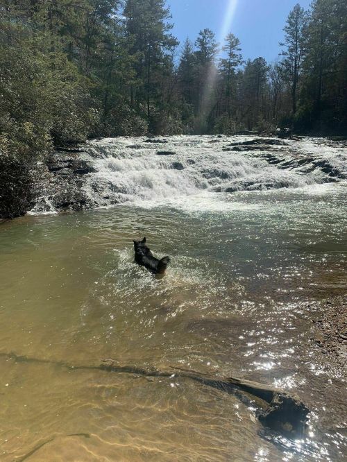A dog wades in a clear river near a waterfall, surrounded by trees and sunlight.