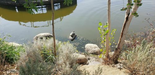 A calm pond with rocks and greenery, featuring a turtle resting on a rock near the water's edge.