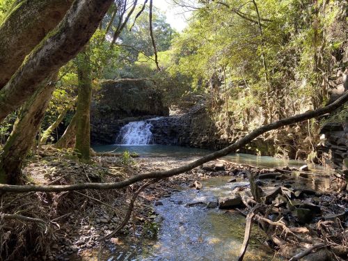 A serene forest scene featuring a small waterfall cascading into a clear stream, surrounded by lush greenery and rocks.
