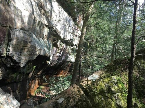 A rocky cliff surrounded by lush green trees in a forested area, with sunlight filtering through the foliage.