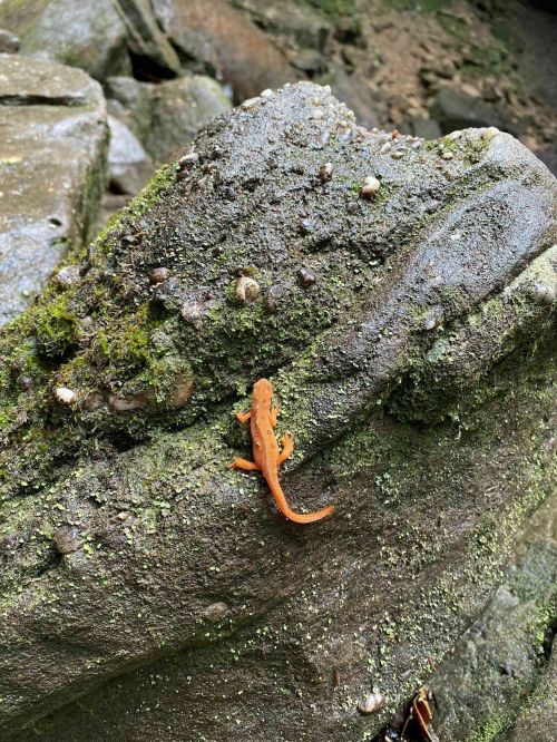 An orange newt climbing on a moss-covered rock in a natural setting.